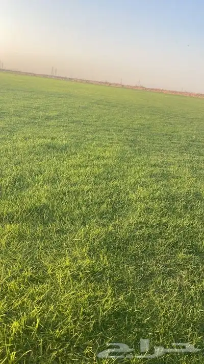 ثيل طبيعي 0