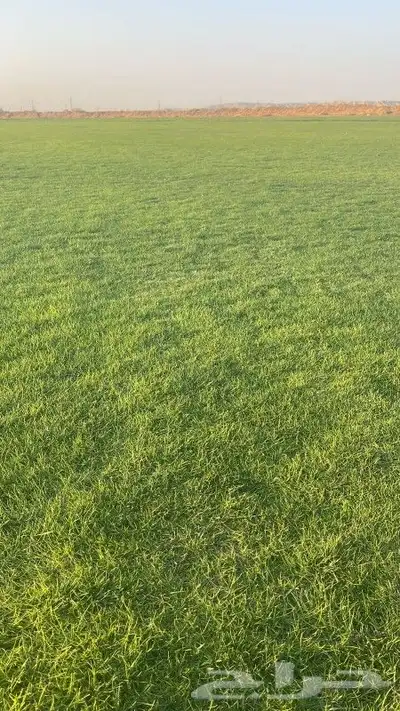 ثيل طبيعي 3