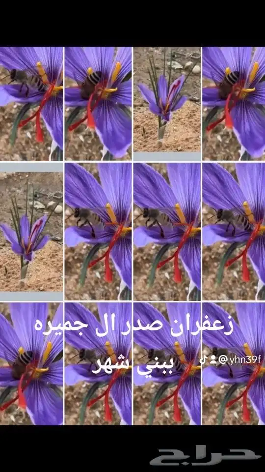 بصيلات زعفران الزعفران بصيلات 6