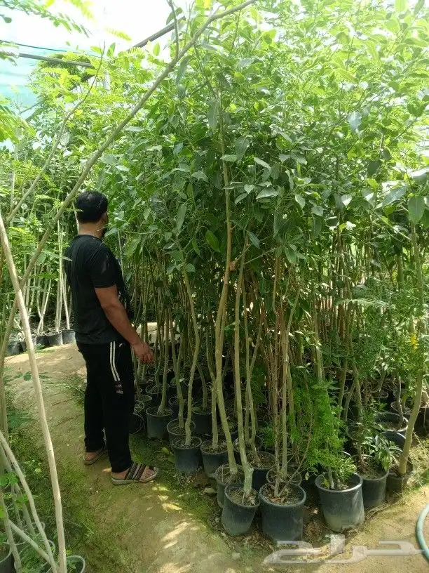تكريب النخيل وترتيب الاشجار 10