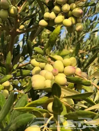 زيت زيتون فلسطيني معصور على البارد وجديد الموسم 1