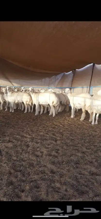 عرض وخصم ذبايح ثلاجه ومناسبات للبيع مع الذبح والتوصيل 0