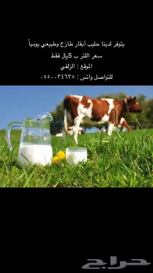 حليب ابقار طازج وطبيعي الموقع الزلفي 0