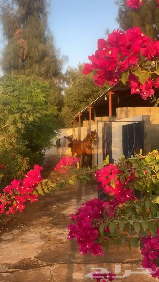 مربط اصايل حائل للخيول العربية الأصيلة 2