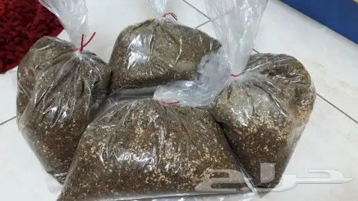 زيت زيتون فلسطيني معصور على البارد وجديد الموسم 12