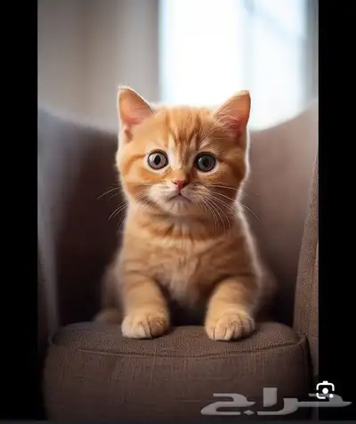 استضافه قطط فندقيه 0