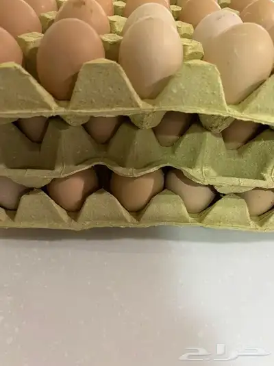 بيض بلدي 0