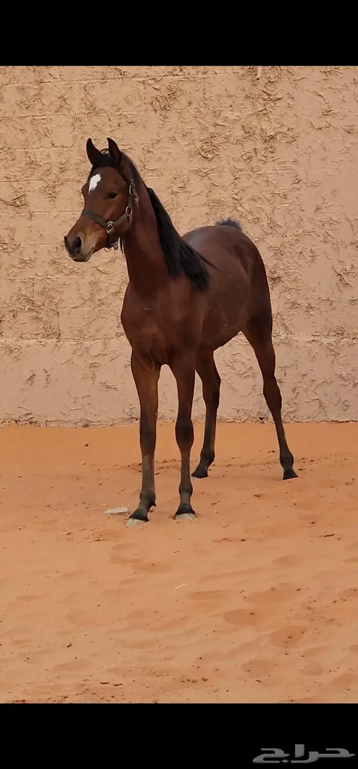 مهر عربي أصيل مميز 0