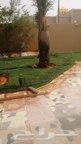 نخيل وشنطني وملوكي واشجار 2