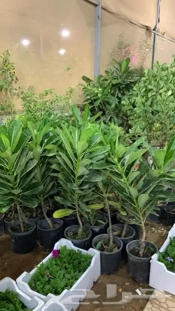 نخيل وشنطني وملوكي واشجار 1