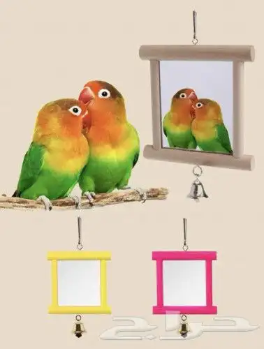 مستزمات طيور وحيوانات اليفة 4