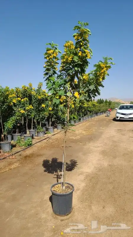 مشتل زراعة 2