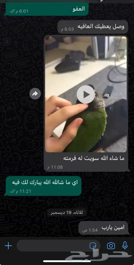فندق فاخر لحيوانك الأليف  راحة لك  ورفاهية له 7