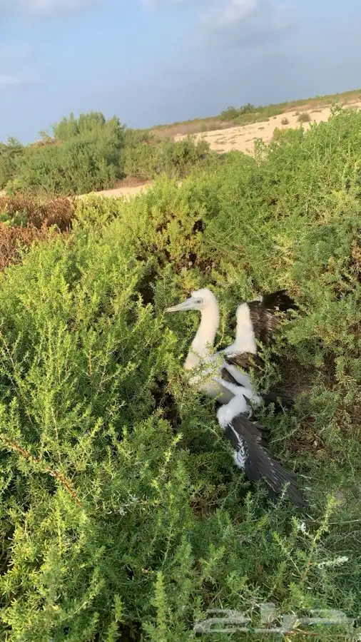 نزهه صيد سباحة جزيرة ماركا غوض سياحه 6