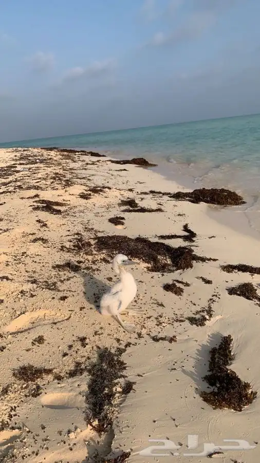 نزهه صيد سباحة جزيرة ماركا غوض سياحه 7
