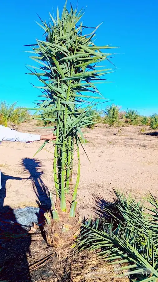 نخل مثمر طالع من القصيم اتجاه الطايف الجنوب خلاص برحي سكري 1