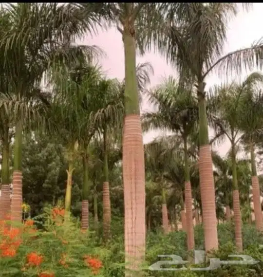 نخيل وشنطني وملوكي واشجار 3