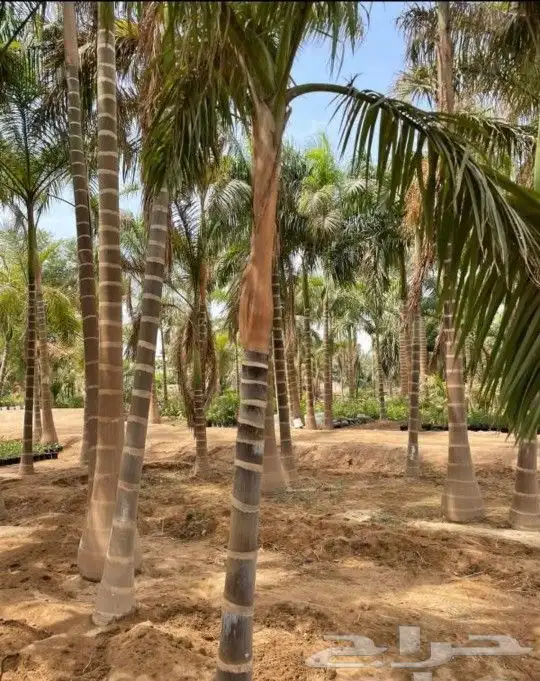 نخيل وشنطني وملوكي واشجار 0