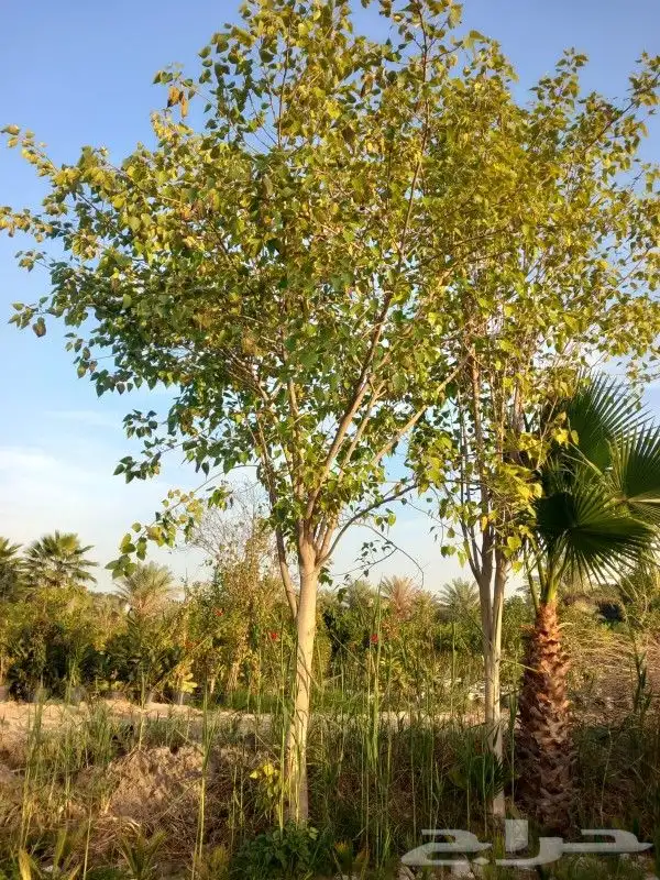 مشتل زراعة 1