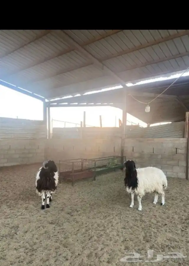 خرفان نعيم 3