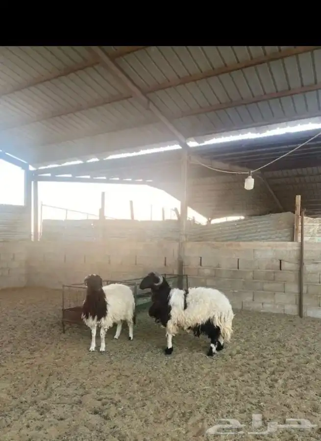 خرفان نعيم 2