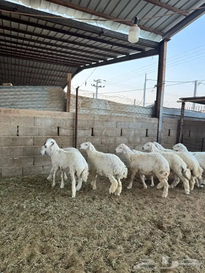 خرفان حريات 5