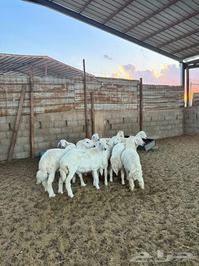 خرفان حريات 3