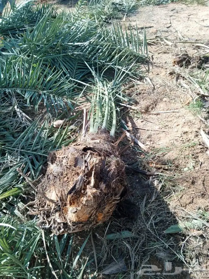 نخل مثمر طالع من القصيم اتجاه الطايف الجنوب خلاص برحي سكري 2