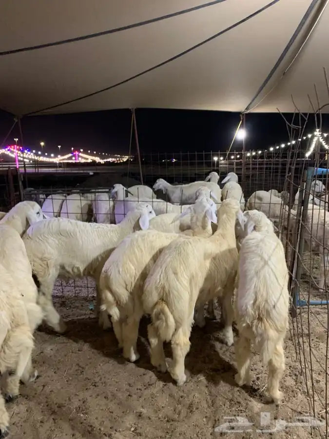 طليان مناسبات ذبائح عزايم جده يوجد توصيل 2