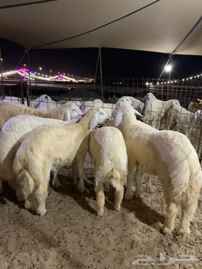 طليان مناسبات ذبائح عزايم جده يوجد توصيل 1