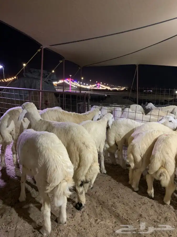 طليان مناسبات ذبائح عزايم جده يوجد توصيل 3