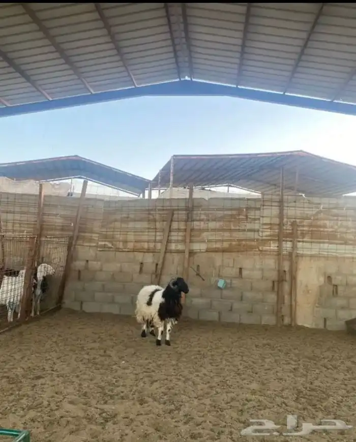 خرفان نعيم 0