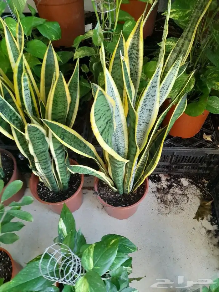 مشتل زراعة 4