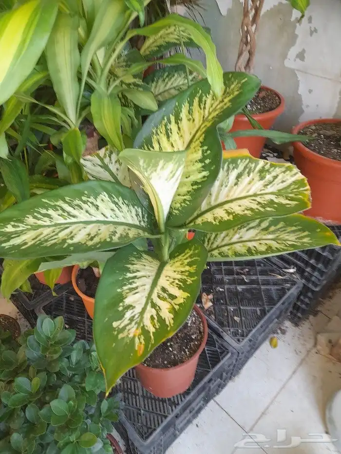 مشتل زراعة 3