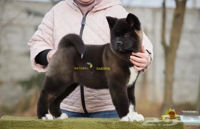 اكيتا Akita لعشاق التميز 5