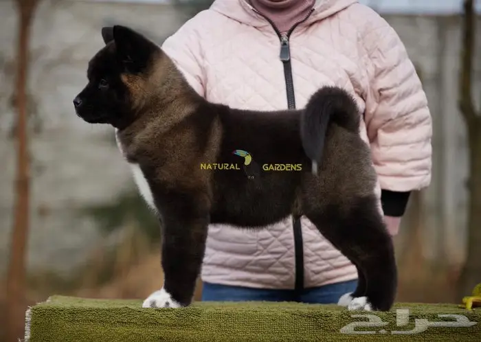 اكيتا Akita لعشاق التميز 4