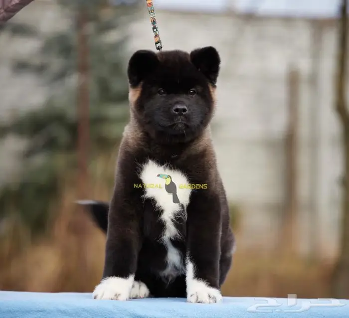 اكيتا Akita لعشاق التميز 3