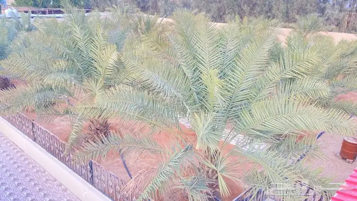 استراحه للبيع في ( جو ) المزاحميه 33