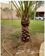 منسقين حدائق 0
