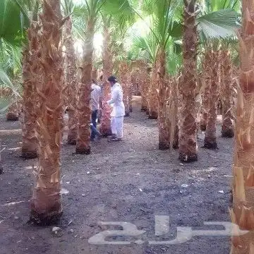 منسقين حدائق 1