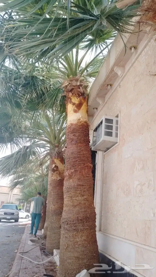 منسقين حدائق 7
