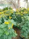 منسقين حدائق 15