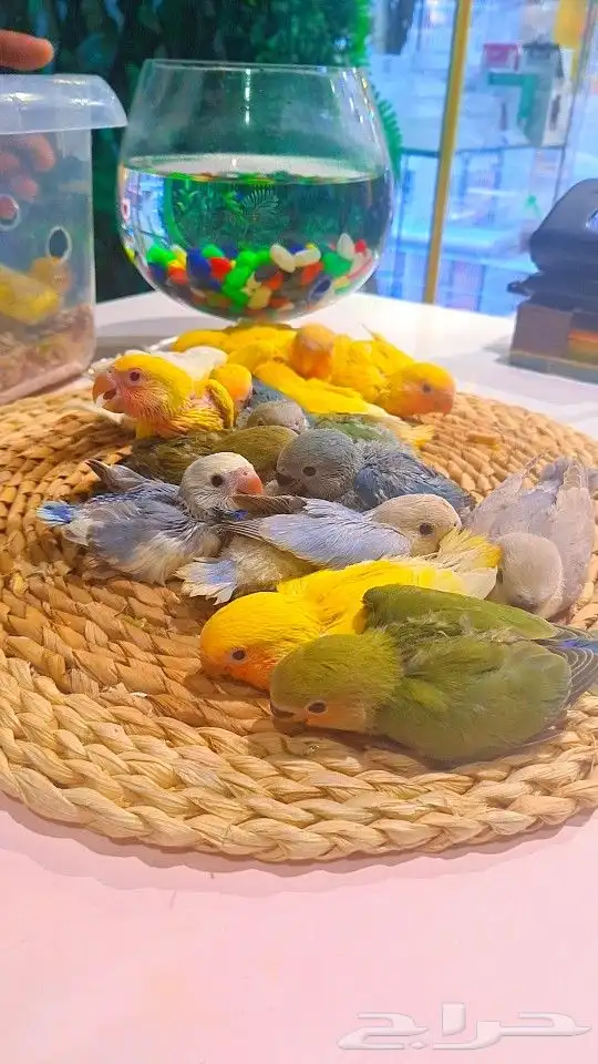 فروخ روز 100 ريال تم البيع 17