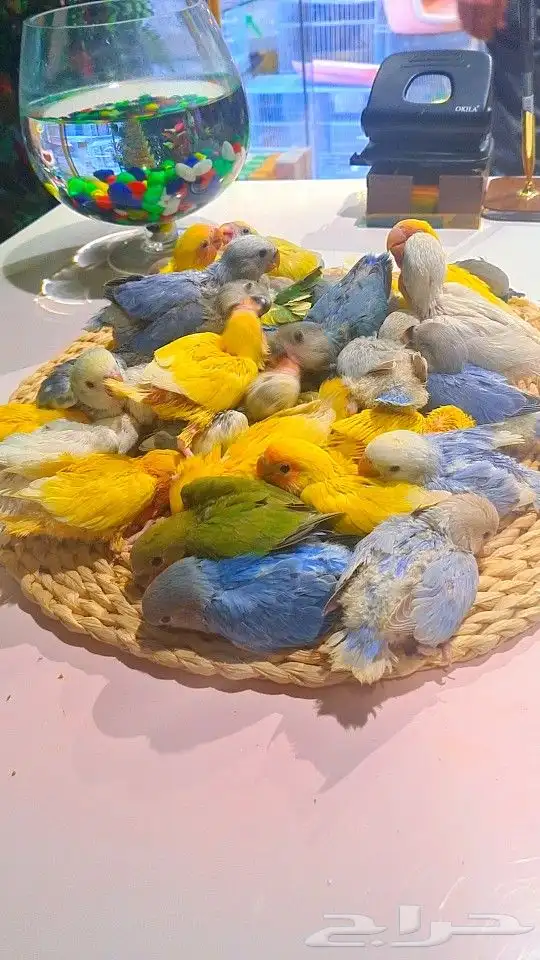 فروخ روز 100 ريال تم البيع 27