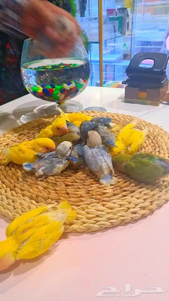 فروخ روز 100 ريال تم البيع 11