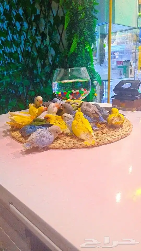 فروخ روز 100 ريال تم البيع 22