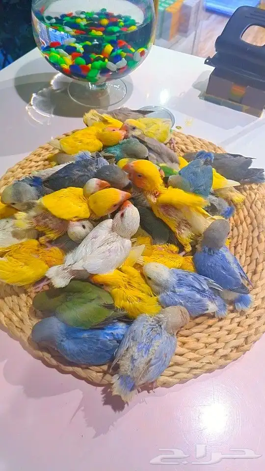 فروخ روز 100 ريال تم البيع 26