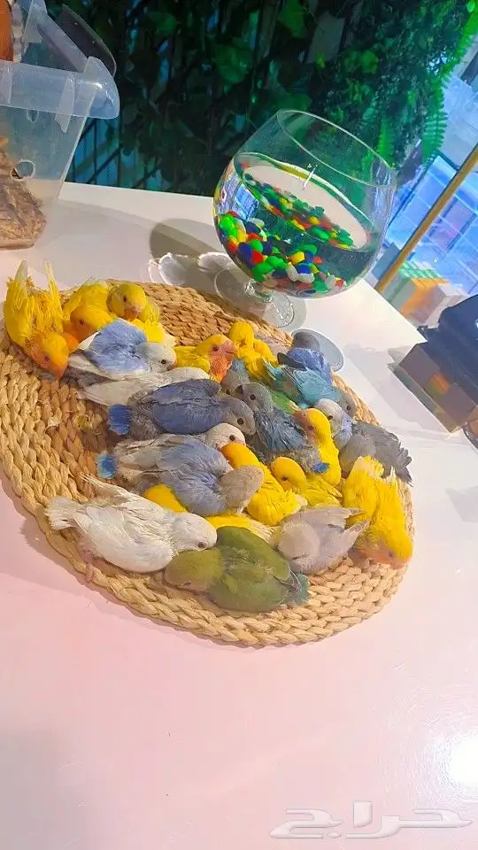 فروخ روز 100 ريال تم البيع 7