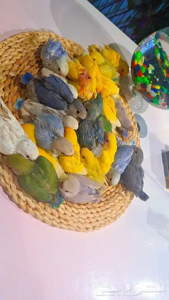 فروخ روز 100 ريال تم البيع 0