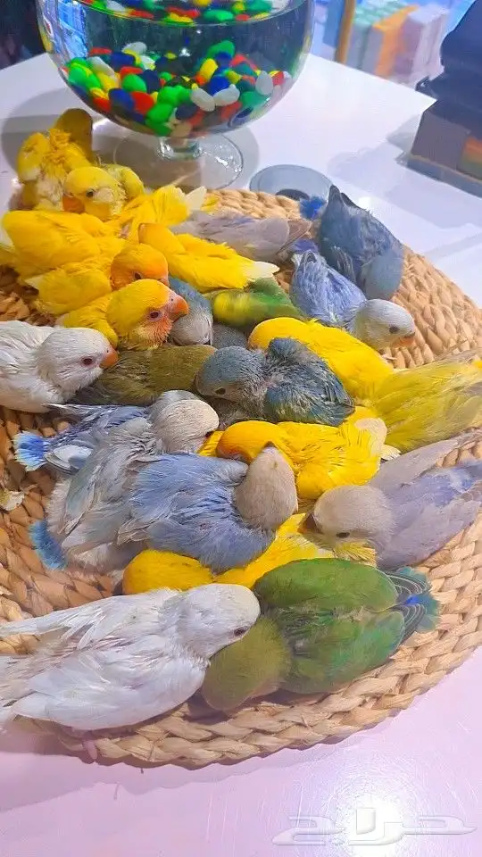 فروخ روز 100 ريال تم البيع 31